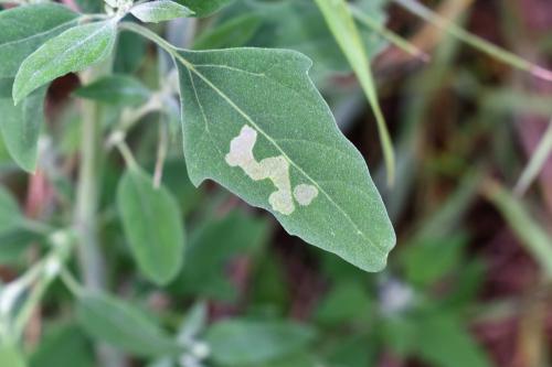 Réf. 336 490 : Chrysodeixis chalcites